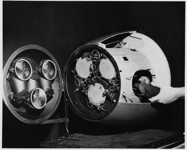 Archival photo from B.F. Skinner's Project Pigeon: a pigeon harnessed inside the missile's nose-cone guidance unit